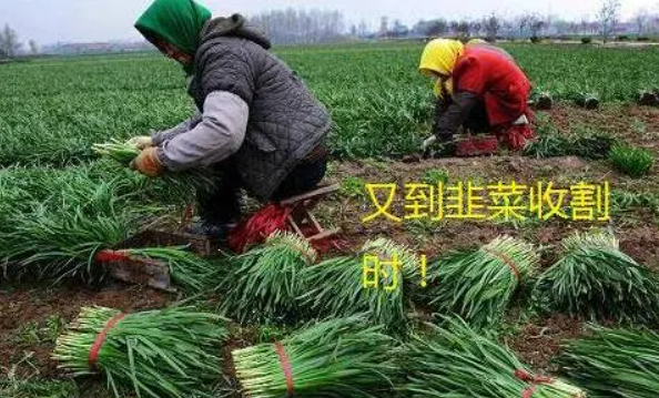 ChatGPT_炒股_AI模型融合-6
